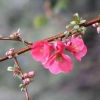 Tavaszi virág-varázslat - Rítus Ostara ünnepére