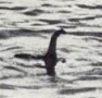 360 milliós Nessie-ösztöndíj