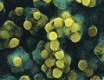 A Streptococcus felhasználható a hasnyálmirigyrák gyógyítására