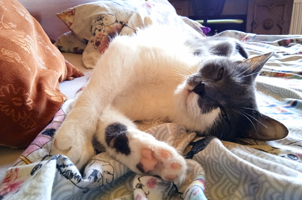 Macska az ágyban? Térrendezési tippek macskatartóknak