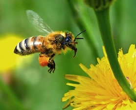 25 titkos gyógymód a csodálatos méhpempővel
