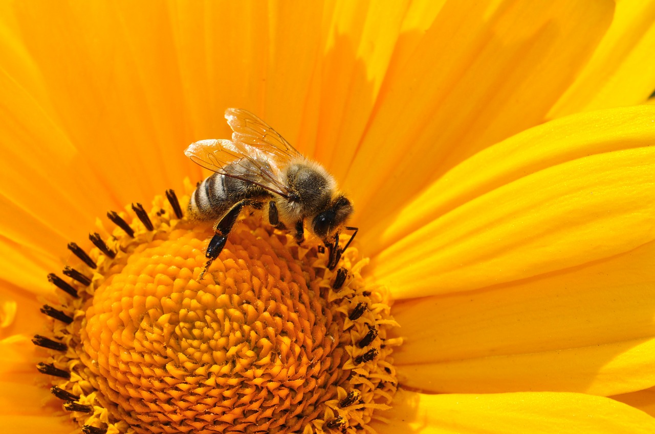 A darázs- és méhcsípés, és veszélyes velejárói