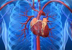 Új szív építése lehet a szívgyógyászat jövője