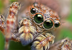  Minél jobban fél valaki a póktól, annál nagyobbnak látja
