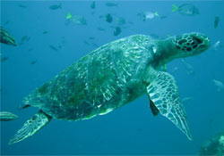 A fiatal teknősök több ezer kilométert vándorolnak a tengerben