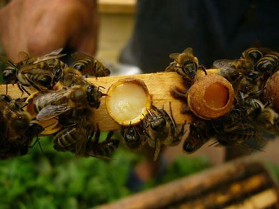 A méhpempő mégiscsak csodaszer? 