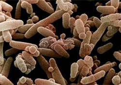 Egy egészséges emberen tízezer mikroorganizmus faj él