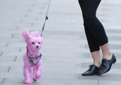 Emma Watson rózsaszín kutyája