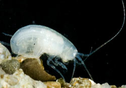 Három új állatfajt fedeztek fel ausztrál búvárok egy víz alatti barlangban
