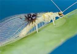 Fotómegosztó portálon fedeztek fel egy új rovarfajt