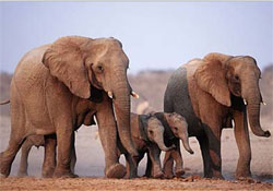  Négy személyiségtípust azonosítottak az elefántoknál