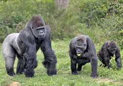 Tovább élnek a társaságkedvelő gorillák, mint zárkózott társaik