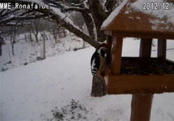 Webkamerán nézhetők egy Nógrád megyei madáretető vendégei