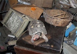 Megkerült az elveszett teknős - 30 év múlva