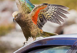 Pénzt lopott egy papagáj Új-Zélandon