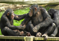 A csimpánzok rövidtávú memóriája jobb az emberénél
