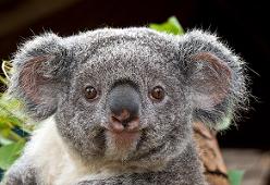 Látott már náthás koalát?