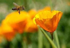 Sokan vannak, akik csípik a méheket