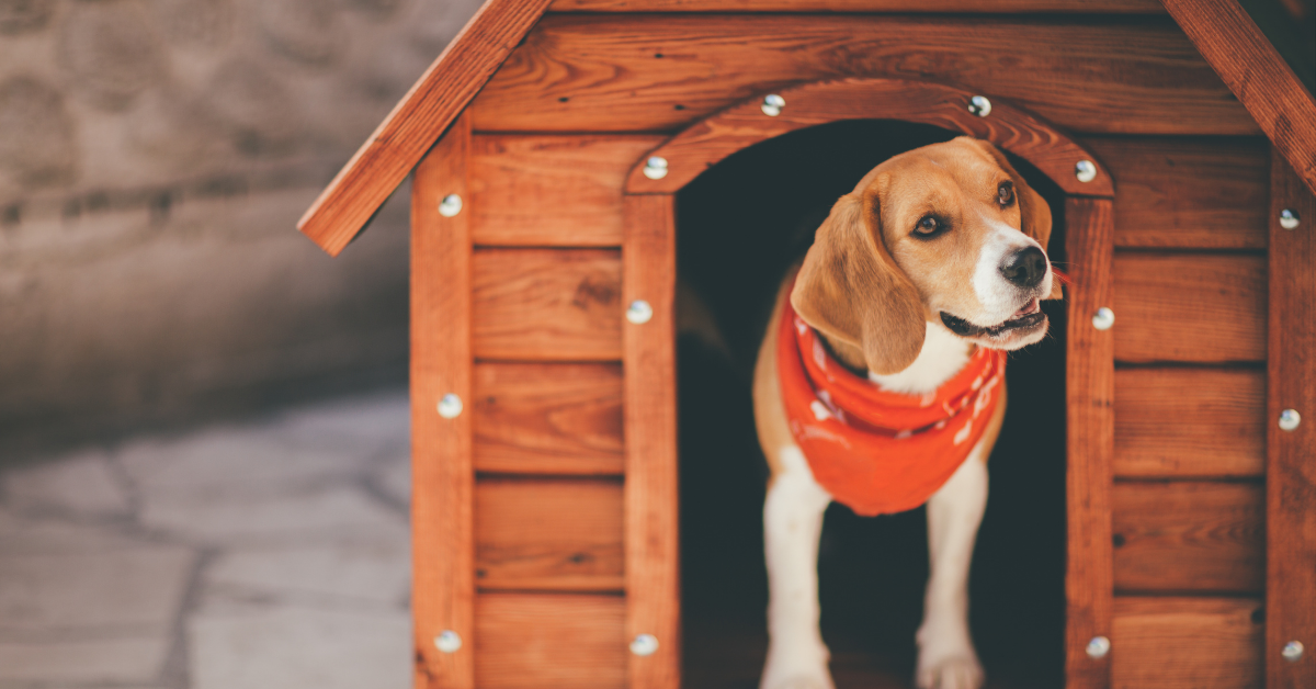 A kutyaház építés 10 szabálya hidegre és melegre