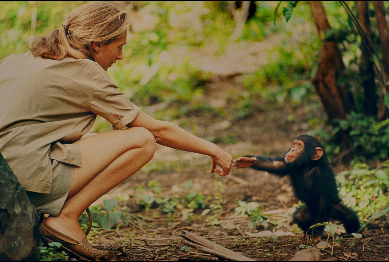 Soha nem látott felvételekkel jön a Jane Goodall életéről szóló film