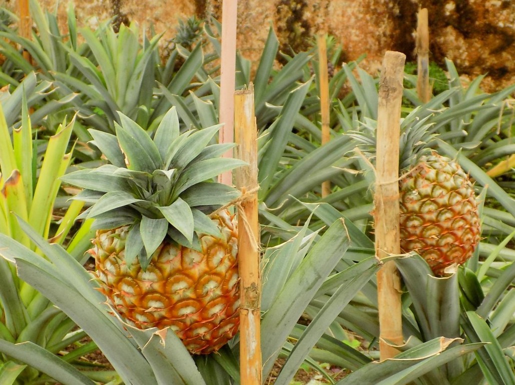 Füstölve érik az azori ananász