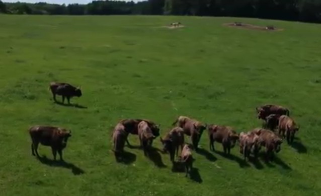 Ilyen, amikor költöznek az őrségi bölények (videó)