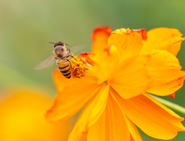 Szállást keresnek a magányos méhek