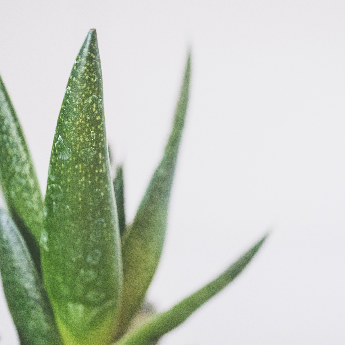 Aloe vera gél - szükséges ápolás bőröd számára