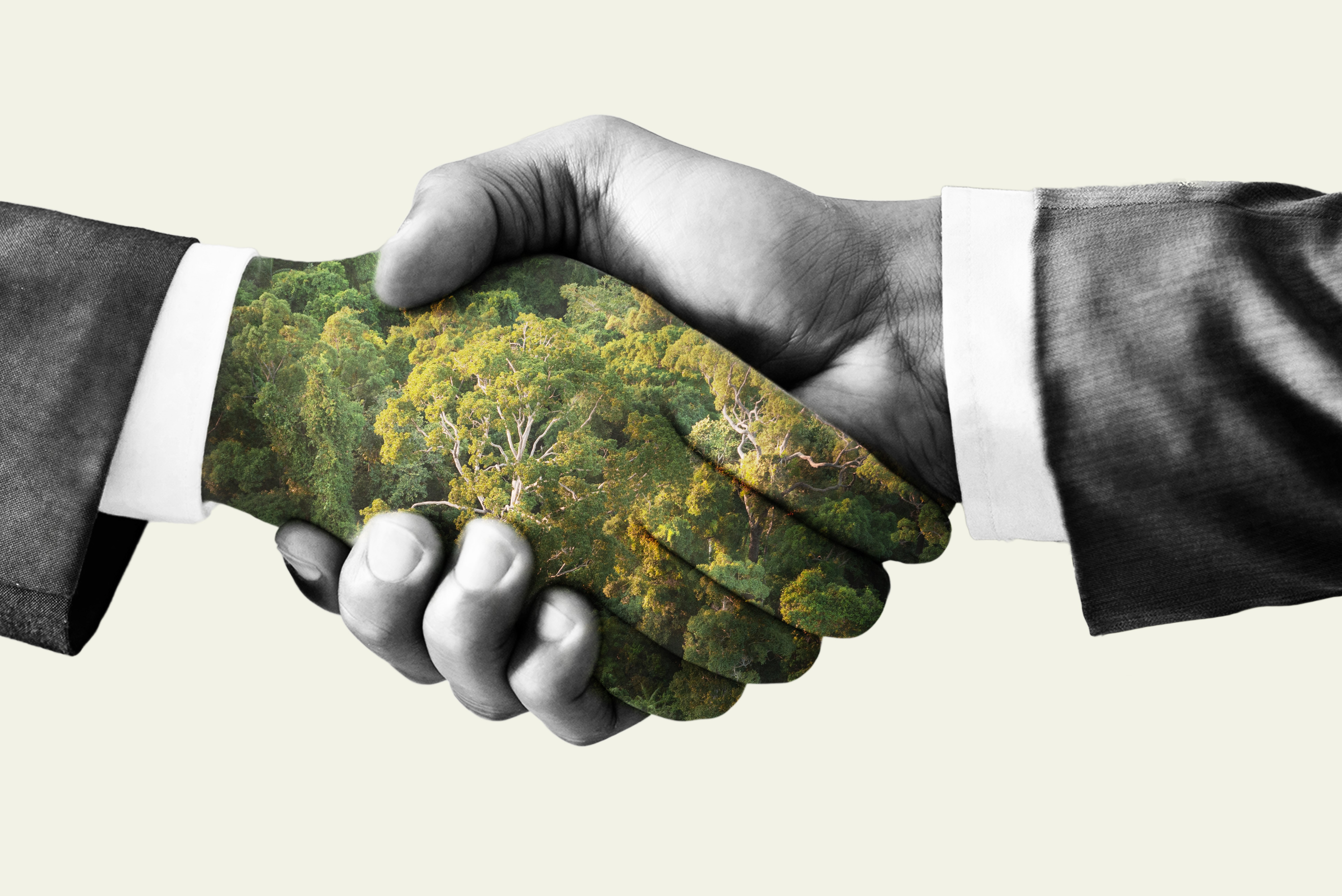Vállalatzöldítési programot indított a Ne Bántsd Az Erdőt Egyesület