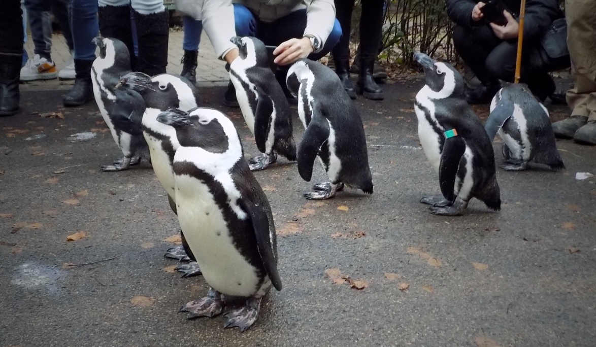 Sétáltatok már pingvinekkel? 