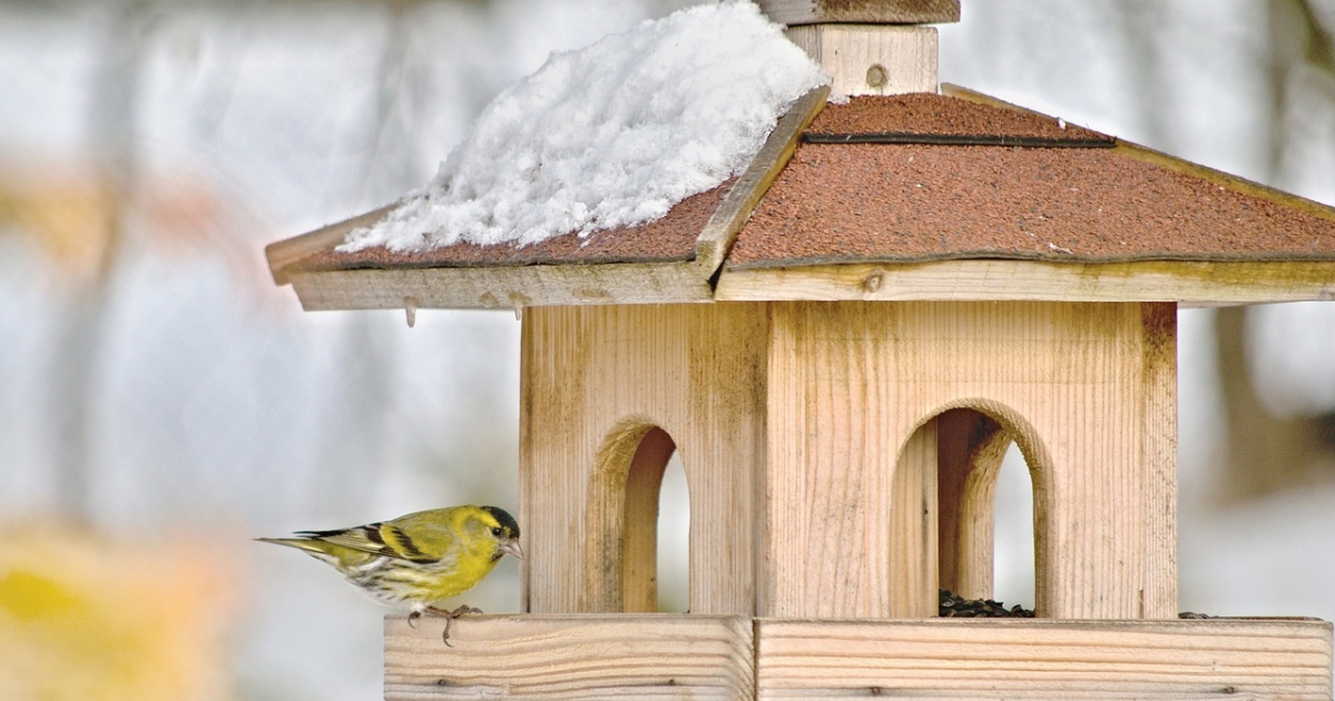 Mit evők legyenek a madarak télen?