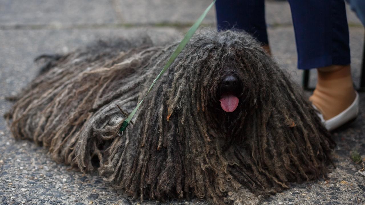 Felelős állattartás, pulinyírás - itt kezdődik a tudatos életmód!