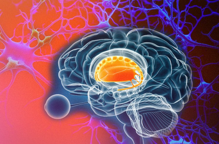 A dopaminparadoxon: hogyan válik az öröm szorongássá a dopamin hormon hatására
