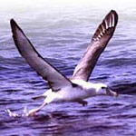 Albatrosz<br>07.23 - 08.22